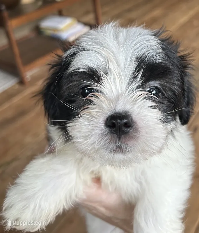 D – Lhasa Apso, Maltese puppy for sale in Wahoo, NE