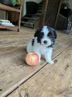 A, a female Lhasa Apso and Maltese for sale in Wahoo, NE – 2 of 8