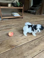 A, a female Lhasa Apso and Maltese for sale in Wahoo, NE – 5 of 8