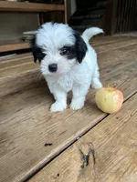 C, a male Lhasa Apso and Maltese for sale in Wahoo, NE – 2 of 7