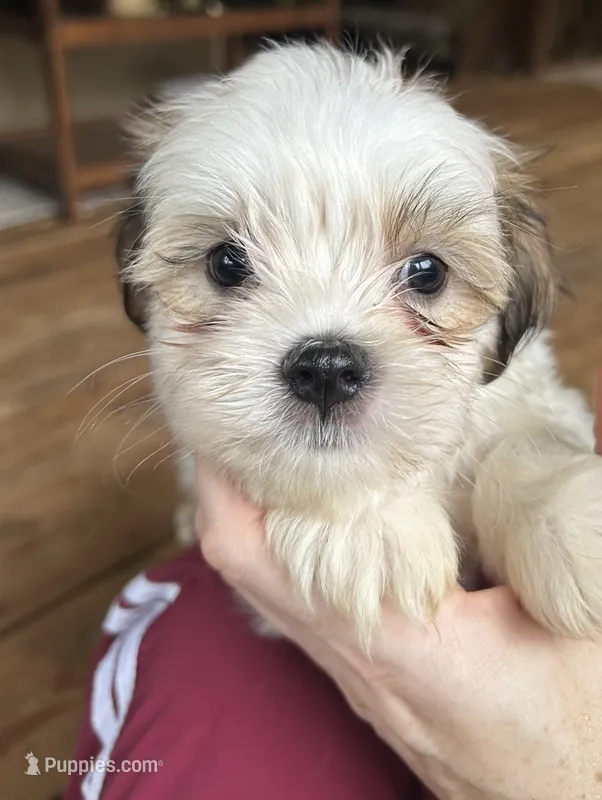 G – Lhasa Apso, Maltese puppy for sale in Wahoo, NE