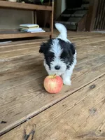 A, a female Lhasa Apso and Maltese for sale in Wahoo, NE – 3 of 8