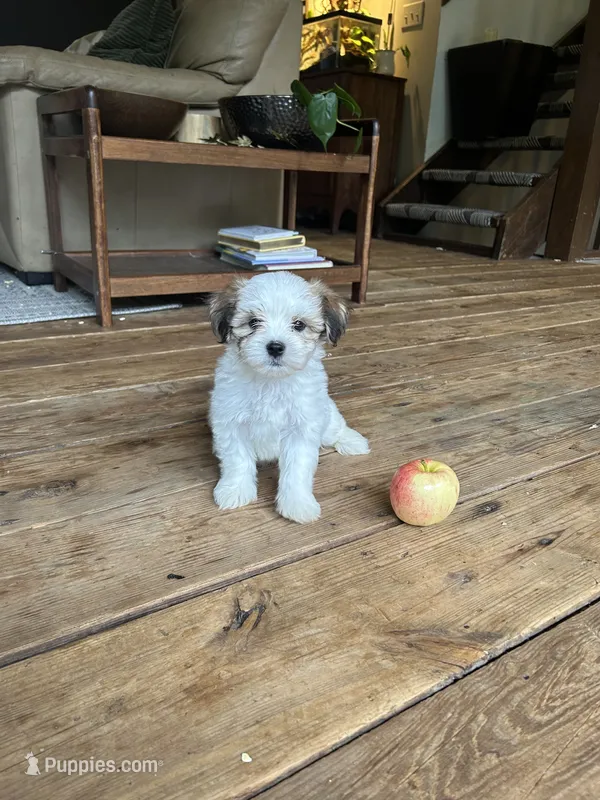 H – Lhasa Apso, Maltese puppy for sale in Wahoo, NE