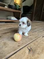 G, a male Lhasa Apso and Maltese for sale in Wahoo, NE – 2 of 7