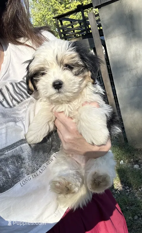 B – Lhasa Apso, Maltese puppy for sale in Wahoo, NE