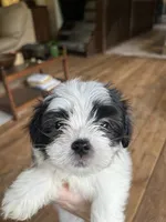 D, a male Lhasa Apso and Maltese for sale in Wahoo, NE – 3 of 6