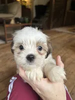 G, a male Lhasa Apso and Maltese for sale in Wahoo, NE – 3 of 7