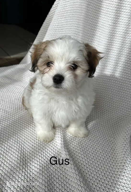 Gus