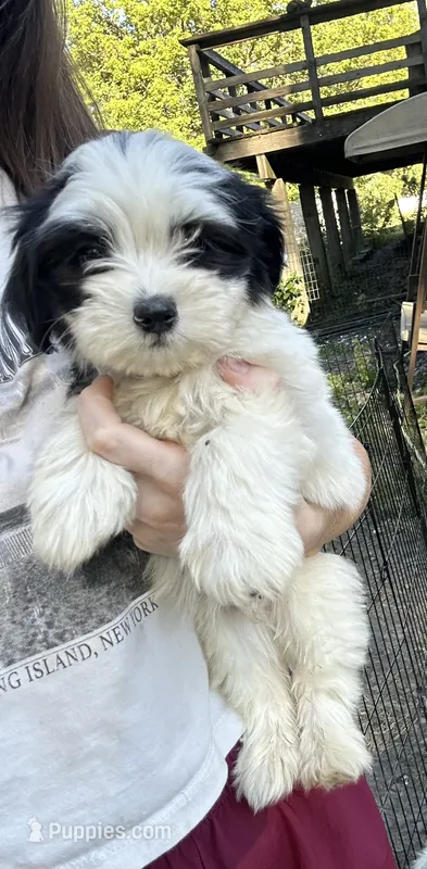 C – Lhasa Apso, Maltese puppy for sale in Wahoo, NE