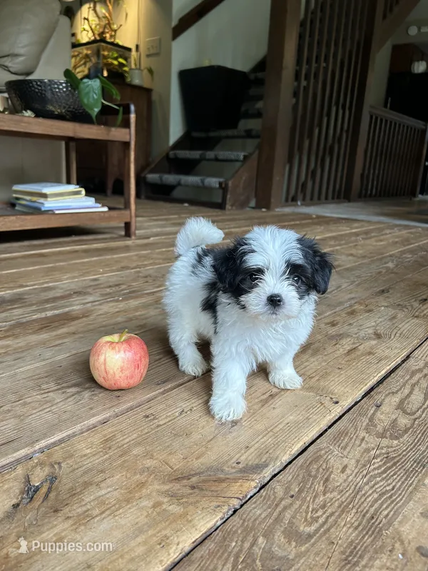 A – Lhasa Apso, Maltese puppy for sale in Wahoo, NE