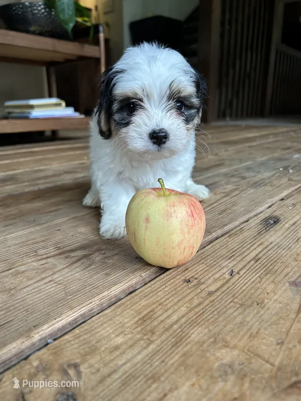 B – Lhasa Apso, Maltese puppy for sale in Wahoo, NE
