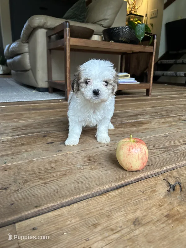 F – Lhasa Apso, Maltese puppy for sale in Wahoo, NE