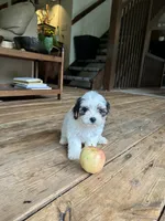 B, a male Lhasa Apso and Maltese for sale in Wahoo, NE – 2 of 7