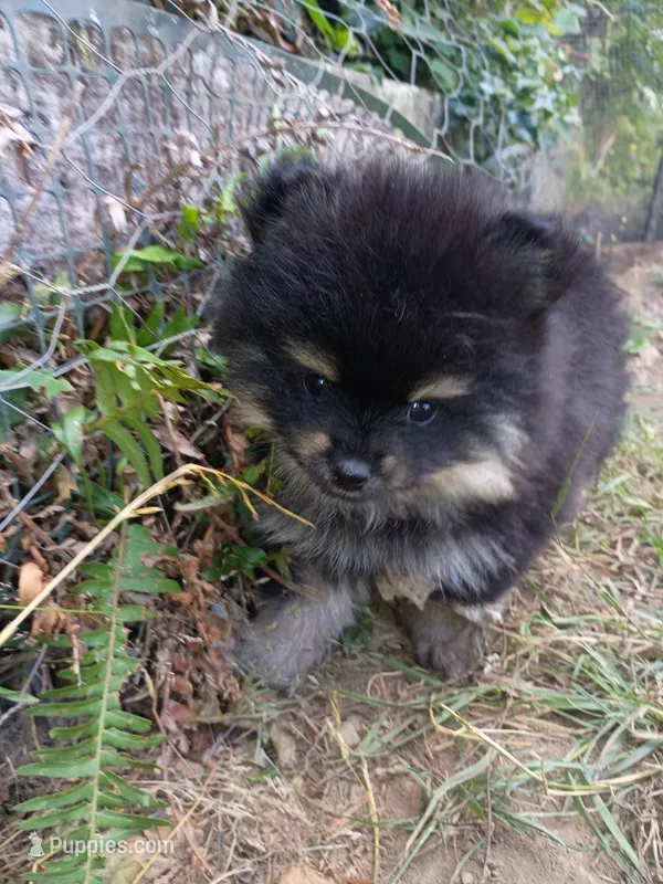 mars /AKC – Pomeranian puppy for sale in Vancouver, WA