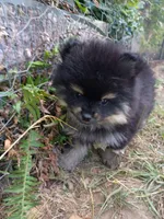 mars /AKC, a male Pomeranian for sale in Vancouver, WA – 3 of 3