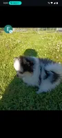 leah, a female Pomeranian for sale in Vancouver, WA – 3 of 3