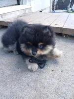 bruno / AKC, a male Pomeranian for sale in Vancouver, WA – 3 of 3