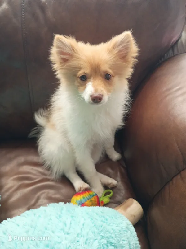 peaches – Pomeranian puppy for sale in Vancouver, WA