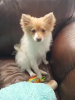 peaches, a female Pomeranian for sale in Vancouver, WA – 1 of 1