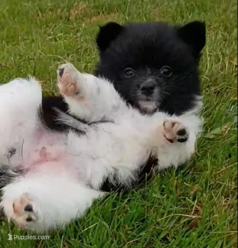 mary – Pomeranian puppy for sale in Vancouver, WA