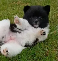 mary, a female Pomeranian for sale in Vancouver, WA – 1 of 4