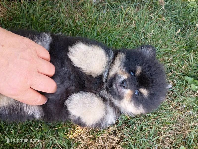 bruno / AKC – Pomeranian puppy for sale in Vancouver, WA