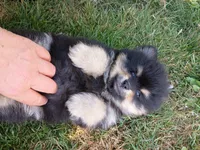 bruno / AKC, a male Pomeranian for sale in Vancouver, WA – 1 of 3