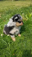scarlet , a female Pomeranian for sale in Vancouver, WA – 1 of 2