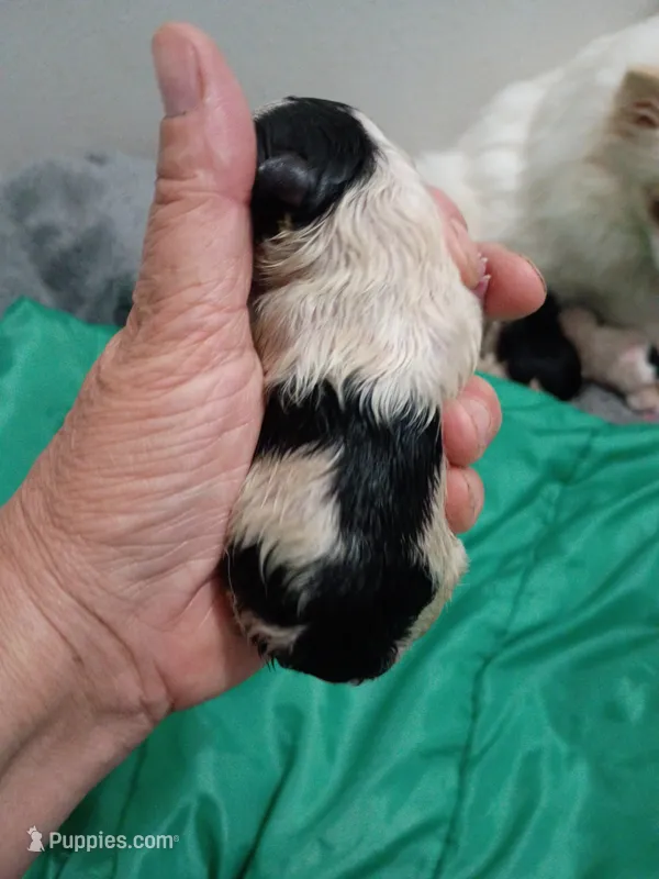 leah – Pomeranian puppy for sale in Vancouver, WA