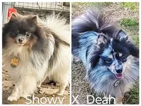 bruno, a male Pomeranian for sale in Vancouver, WA – 3 of 3