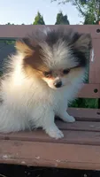Cassie , a female Pomeranian for sale in Yacolt, WA – 1 of 4