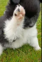 mary, a female Pomeranian for sale in Vancouver, WA – 3 of 4