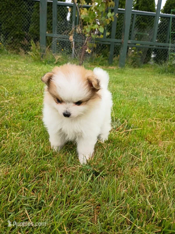 bailey – Pomeranian puppy for sale in Vancouver, WA