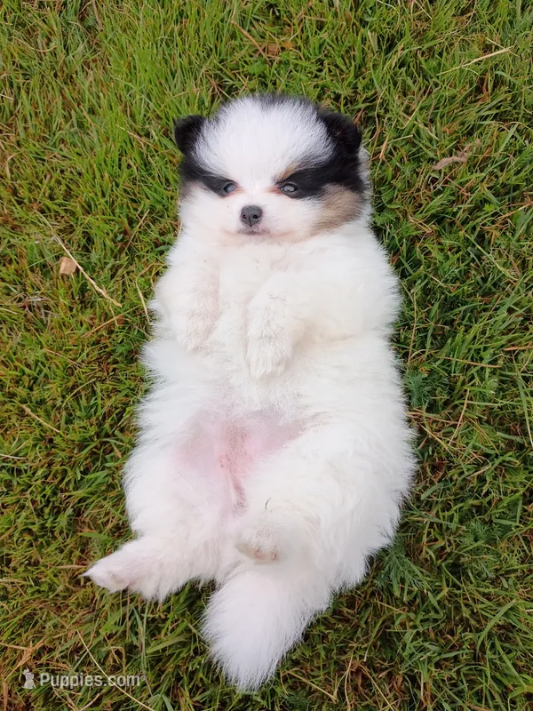 Rachel  – Pomeranian puppy for sale in Vancouver, WA