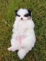 Rachel , a female Pomeranian for sale in Vancouver, WA – 1 of 2