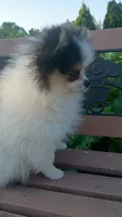 Cassie , a female Pomeranian for sale in Yacolt, WA – 2 of 4