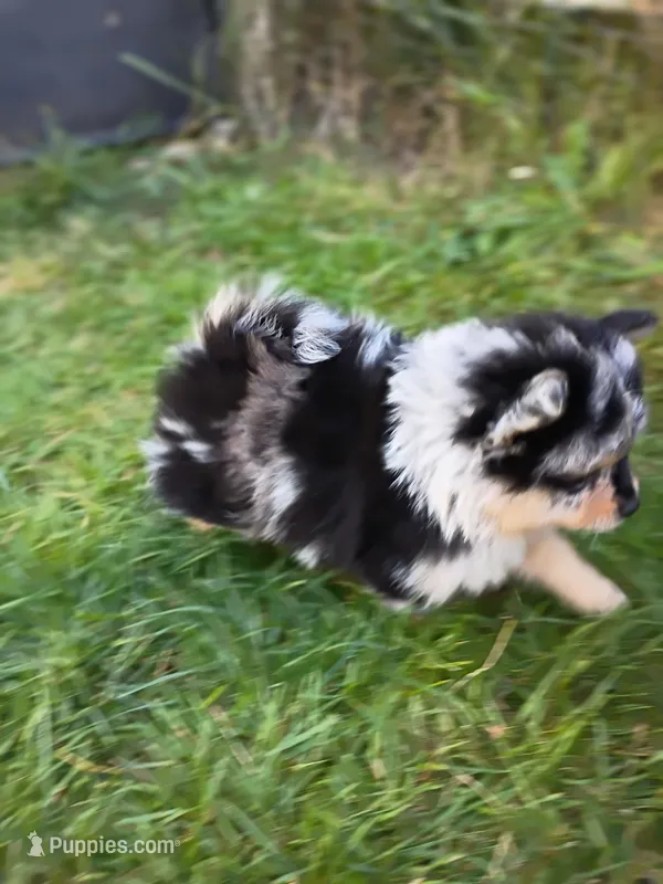 scarlet /AKC – Pomeranian puppy for sale in Vancouver, WA