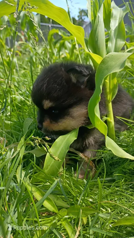 bruno – Pomeranian puppy for sale in Vancouver, WA