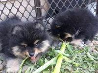 mars /AKC, a male Pomeranian for sale in Vancouver, WA – 2 of 3