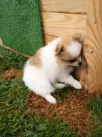 bailey, a female Pomeranian for sale in Vancouver, WA – 2 of 3