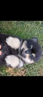 buddy, a male Pomeranian for sale in Vancouver, WA – 3 of 3