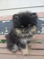 bear, a male Pomeranian for sale in Yacolt, WA – 2 of 3