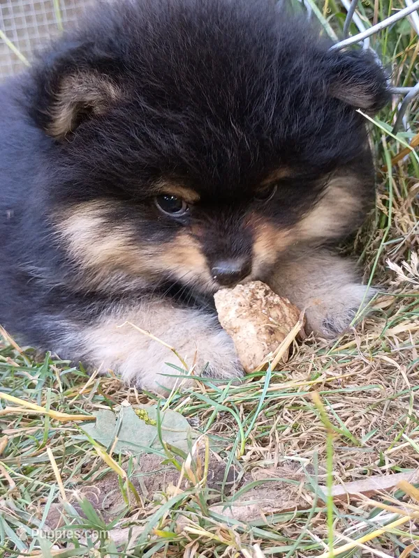 buddy – Pomeranian puppy for sale in Vancouver, WA