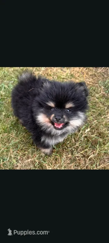 tator – Pomeranian puppy for sale in Vancouver, WA