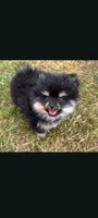 tator, a male Pomeranian for sale in Vancouver, WA – 1 of 2