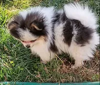 Cassie , a female Pomeranian for sale in Yacolt, WA – 3 of 4