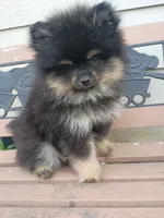 bear, a male Pomeranian for sale in Yacolt, WA – 1 of 3