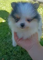 leah, a female Pomeranian for sale in Vancouver, WA – 2 of 3