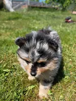 scarlet /AKC, a female Pomeranian for sale in Vancouver, WA – 4 of 5