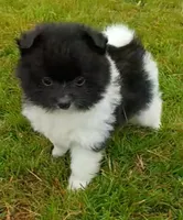 mary, a female Pomeranian for sale in Vancouver, WA – 2 of 4